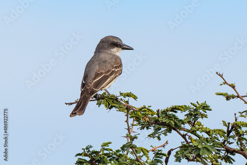 Tyran gris,.Tyrannus dominicensis, Grey Kingbird, Ile de Saint Martin, Petite Antilles