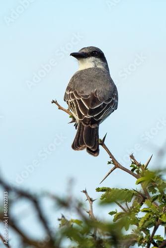 Tyran gris,.Tyrannus dominicensis, Grey Kingbird, Ile de Saint Martin, Petite Antilles photo