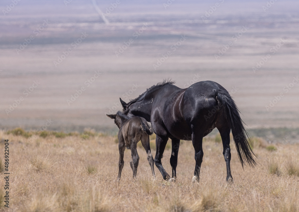 Wild Horse Mare and Foal in the Utah Desert Wild Horse Mare and Foal in the Utah Desert