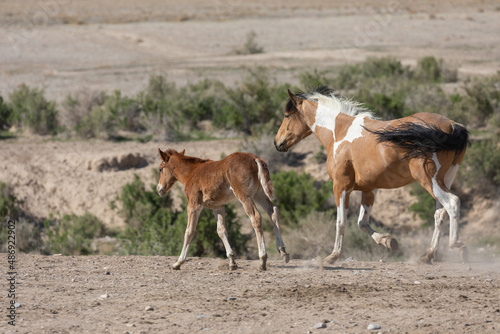 Wild Horse Mare and Foal in the Utah Desert