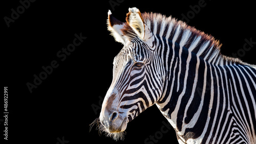 Close-up portrait of a zebra isolated on a black background with room for text © Patrick Rolands