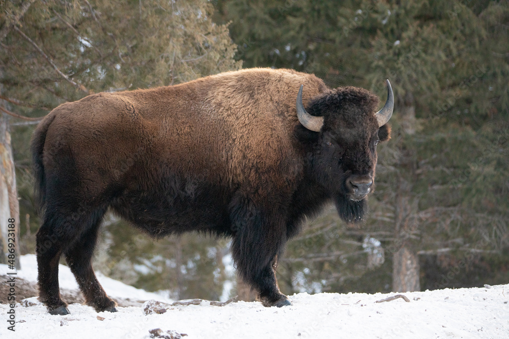Bison profile in Yellowstone National park in winter Bison profile in Yellowstone National park in winter