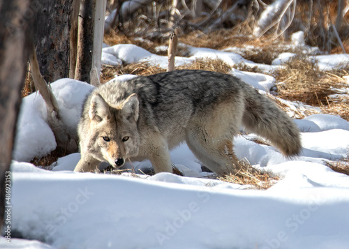 Coyote hunting in the trees in Yellowstone National park in winter © Jonathan Steele