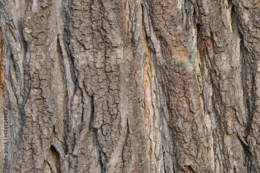 Close-up of the bark of a tree in the forest. Wood texture. Close-up of the bark of a tree in the forest. Wood texture.