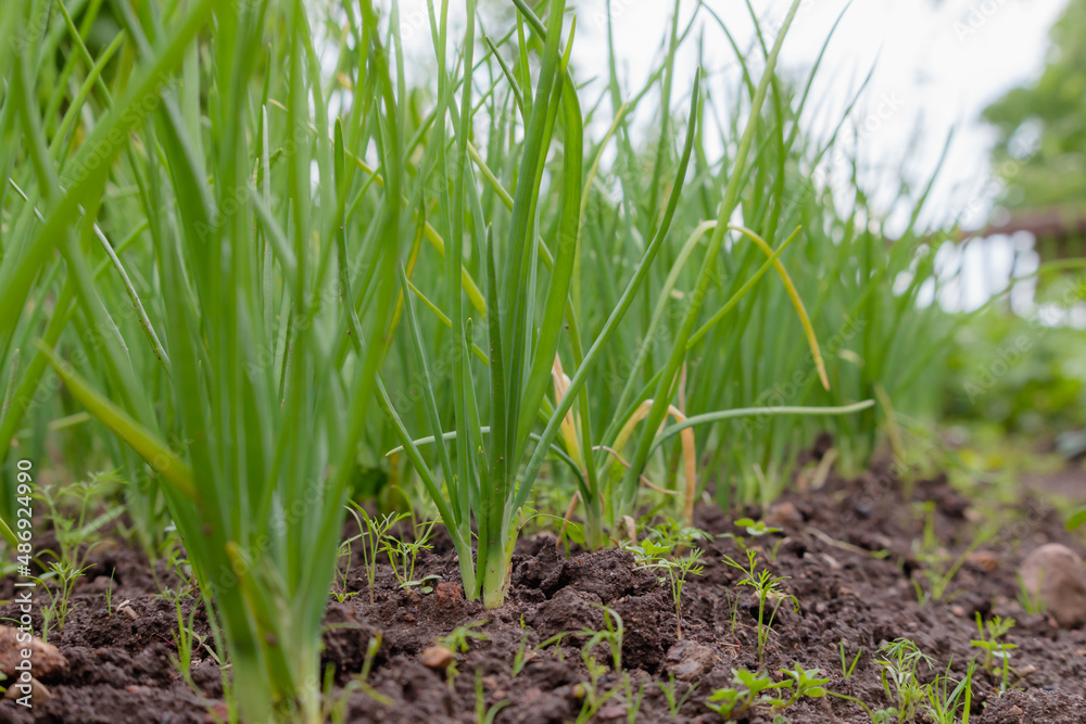 Onions are grown in the soil spring season in Lithuania. Homegrown vegetables Onions are grown in the soil spring season in Lithuania. Homegrown vegetables