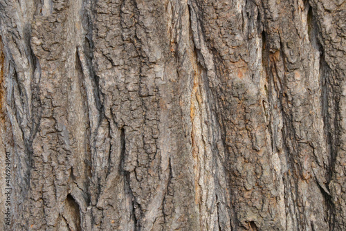Close-up of the bark of a tree in the forest. Wood texture.