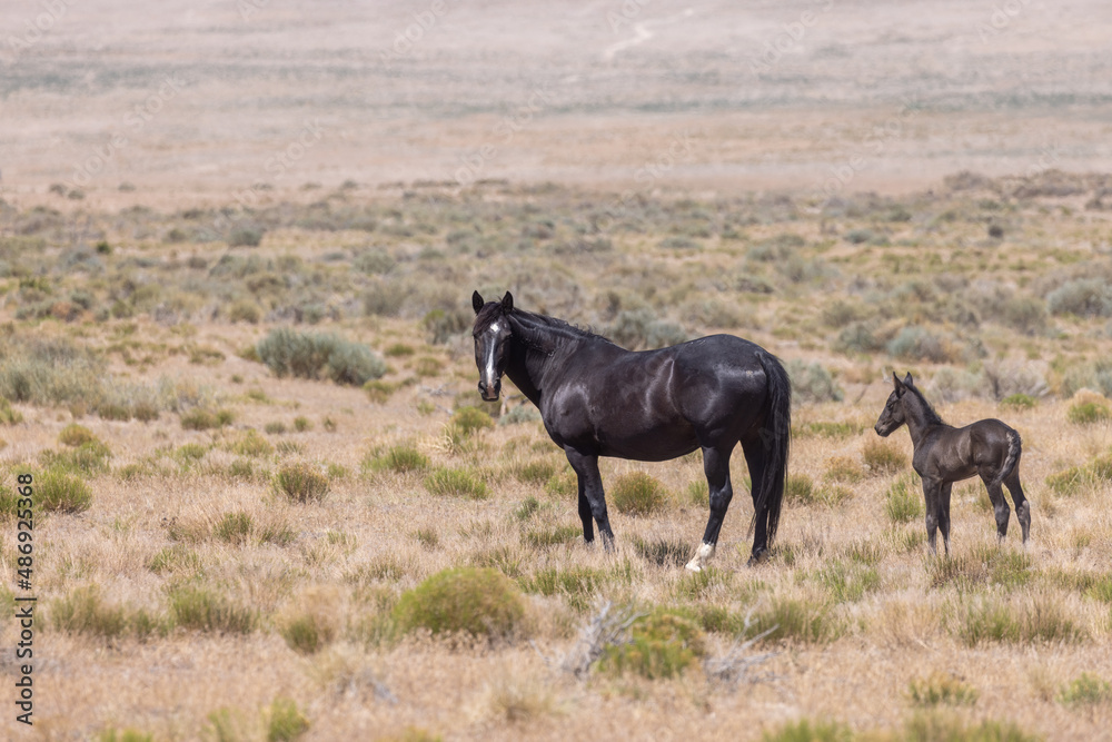 Fototapeta premium Wild Horse Mare and Foal in the Utah Desert