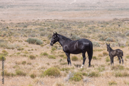 Wild Horse Mare and Foal in the Utah Desert