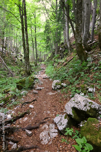 Path in the mountains in the Slovenian forest