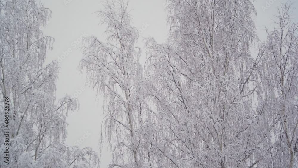 Beautiful snow landscape. Winter trees panorama. Sunset. Slow motion. Beautiful snow landscape. Winter trees panorama. Sunset. Slow motion.