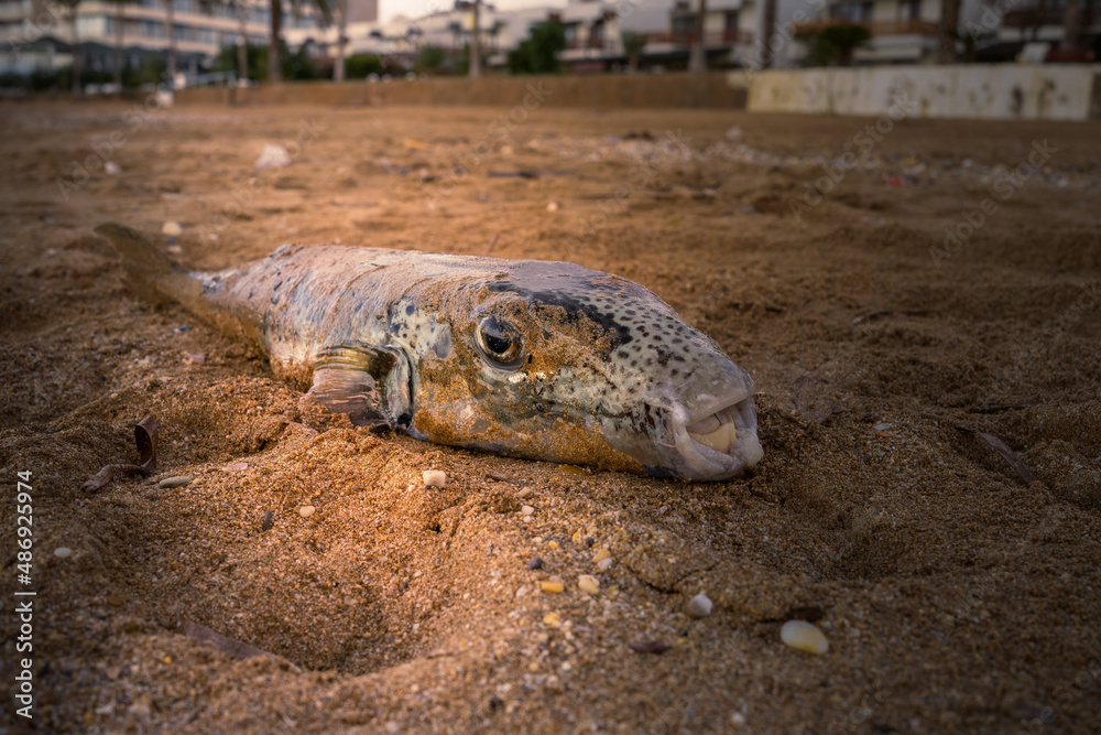 Obraz premium Fisch am Strand.