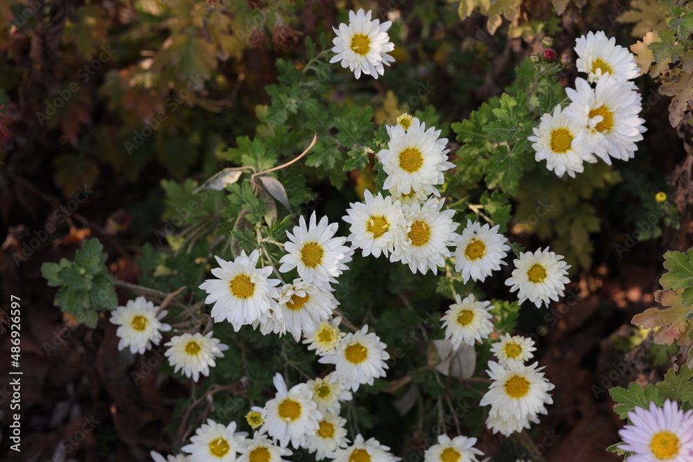 Chrysanthemums, sometimes called mums or chrysanths, are flowering