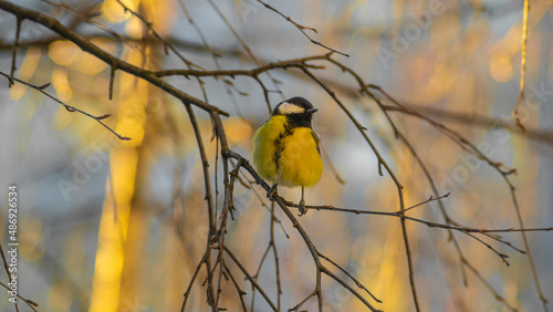 Уellow tit on a branch on a winter day. 