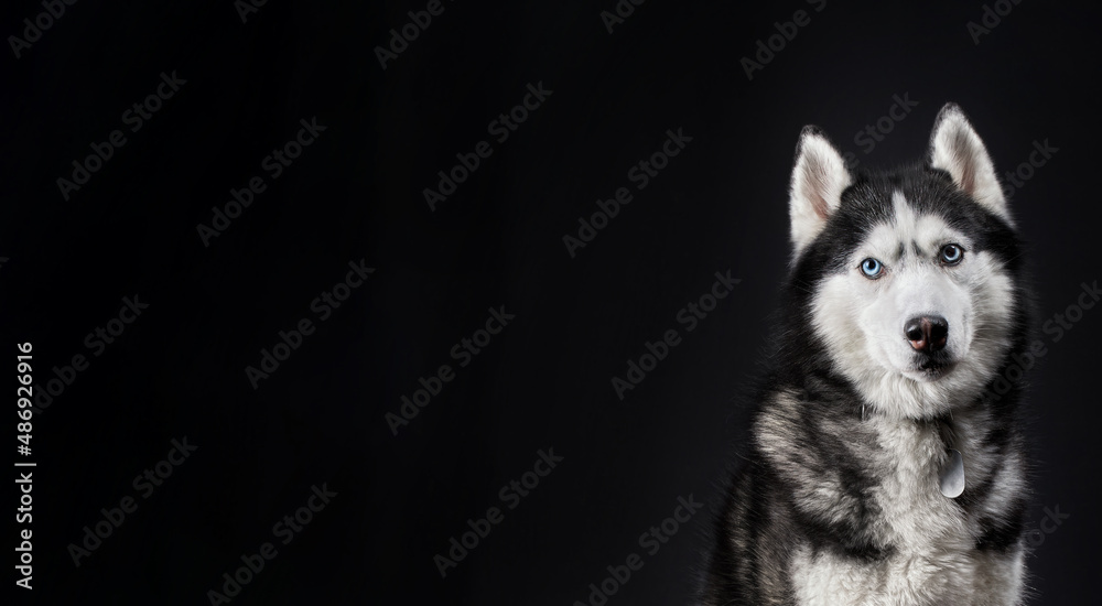 Husky dog banner, copy space on black background.