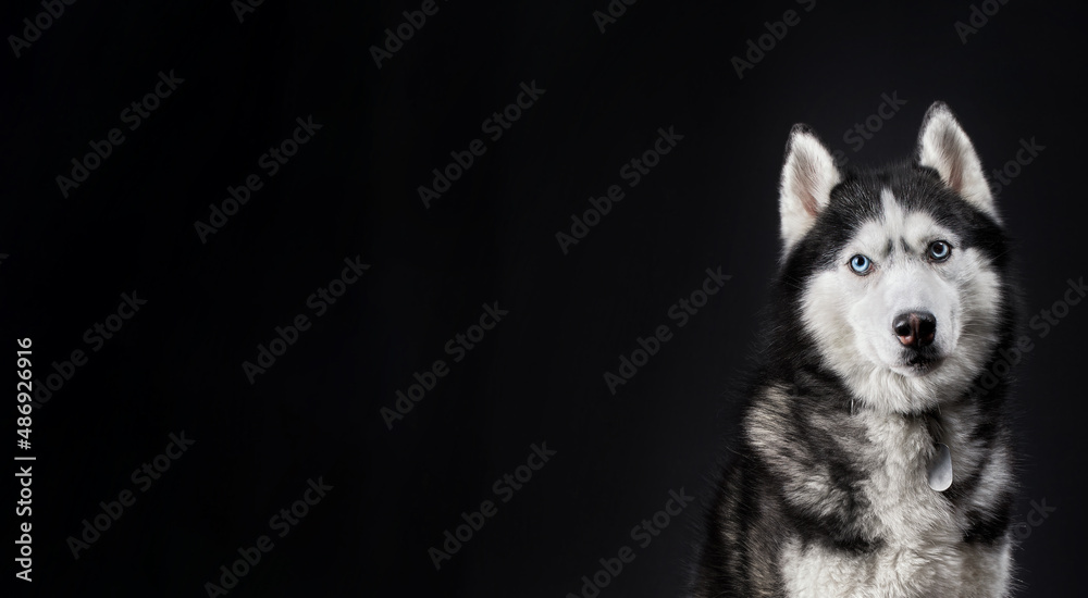Fototapeta premium Husky dog banner, copy space on black background.