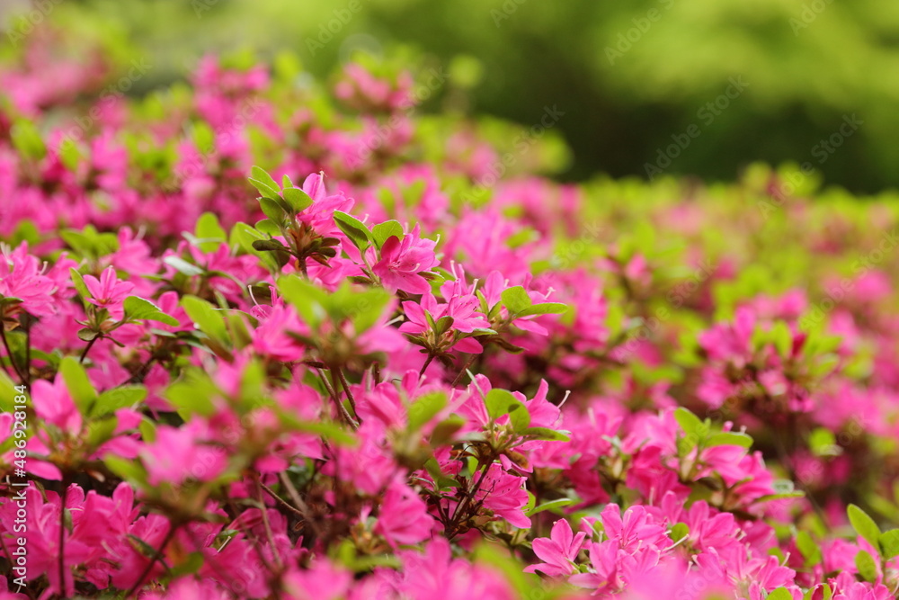 Rhododendron rosa