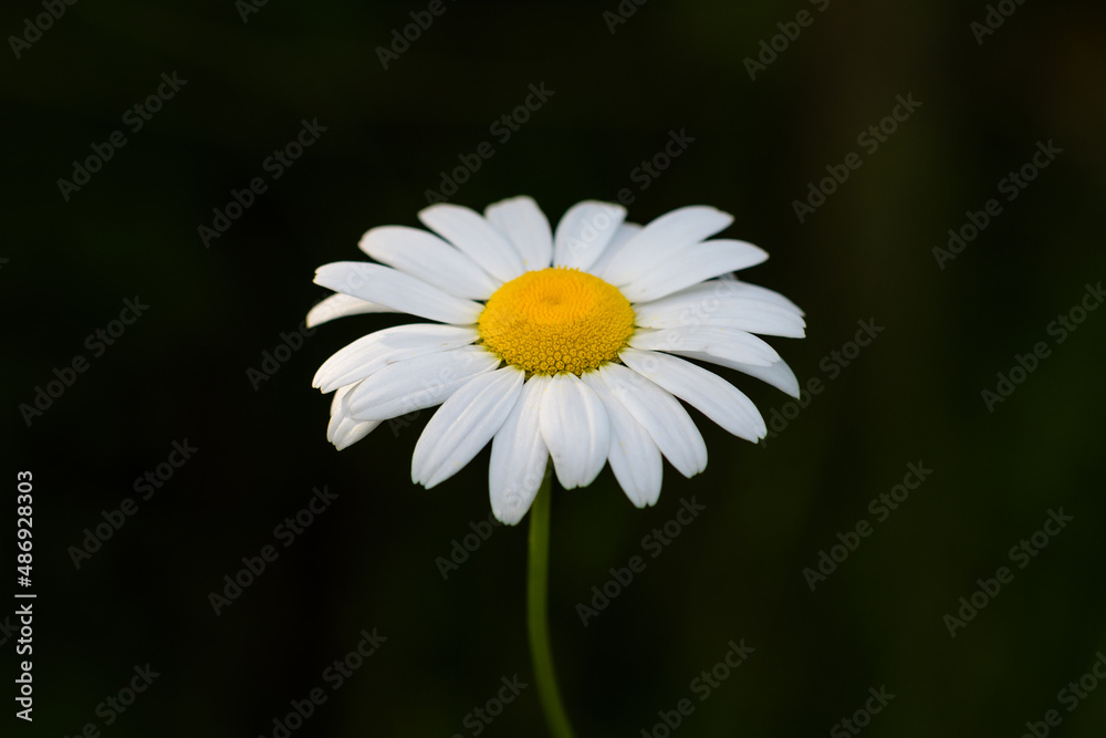 Single White Daisy Flower in Warm Light against Dark Background Single White Daisy Flower in Warm Light against Dark Background