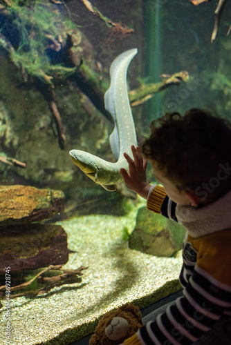 Caucasian child boy putting a hand on the glass of an aquarium, trying to touch an Electric Eel swimming towards him. photo