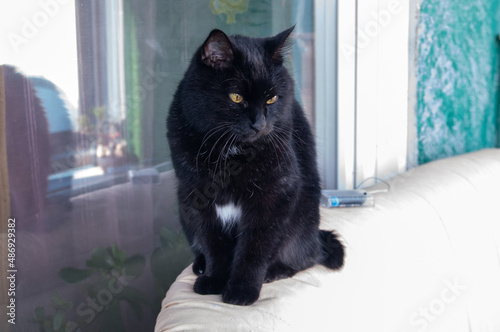 Black beautiful Kurilian Bobtail cat sitting on the sofa