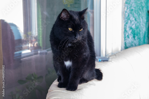 Black beautiful Kurilian Bobtail cat sitting on the sofa photo