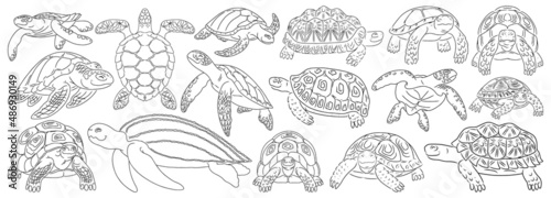 Sea turtle vector outline set icon. Vector illustration tortoise on white background. Isolate outline set icon sea turtle.