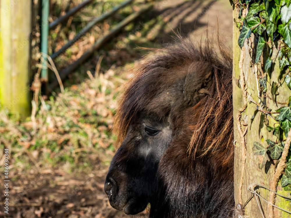 Head shot of a small Shetland Pony (Equus Caballus) in a field in the Norfolk countryside Head shot of a small Shetland Pony (Equus Caballus) in a field in the Norfolk countryside