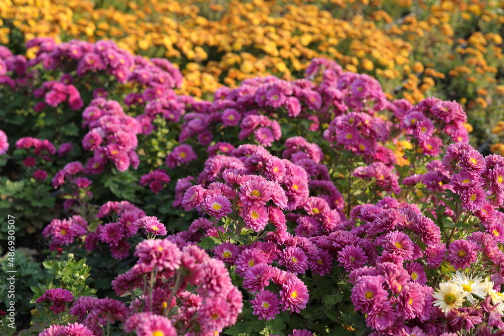 Chrysanthemums, sometimes called mums or chrysanths, are flowering plants of the genus Chrysanthemum in the family Asteraceae. They are native to East Asia and northeastern Europe. Most species origin Chrysanthemums, sometimes called mums or chrysanths, are flowering plants of the genus Chrysanthemum in the family Asteraceae. They are native to East Asia and northeastern Europe. Most species origin