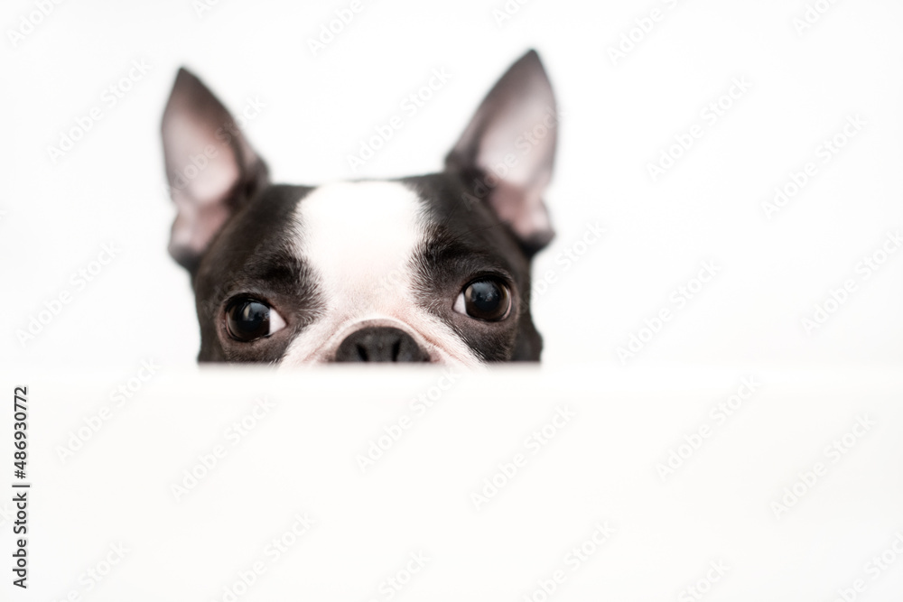 A curious and funny Boston Terrier dog looks out and peeps from a white table on a white background. Creative concept