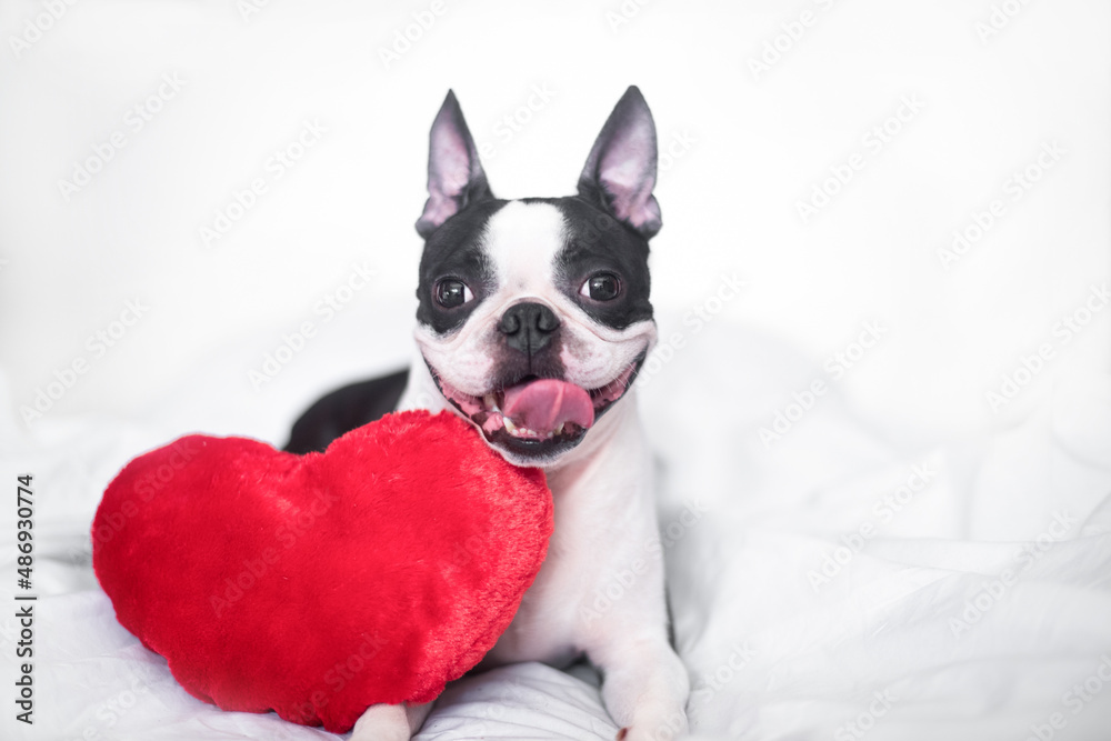 A contented and happy young Boston Terrier dog is sitting on a snow-white bed with a smile and a soft red heart. The concept of love, wedding and Valentine's day A contented and happy young Boston Terrier dog is sitting on a snow-white bed with a smile and a soft red heart. The concept of love, wedding and Valentine's day