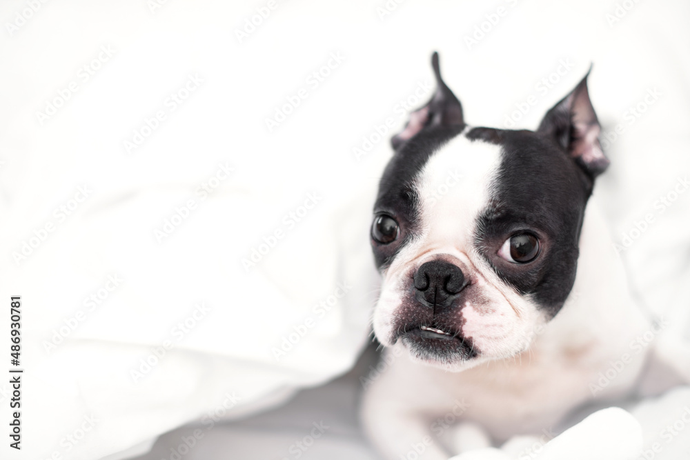 A sleepy young Boston Terrier dog lies in a snow-white bed in the morning, wrapped in a blanket, at home in the bedroom.