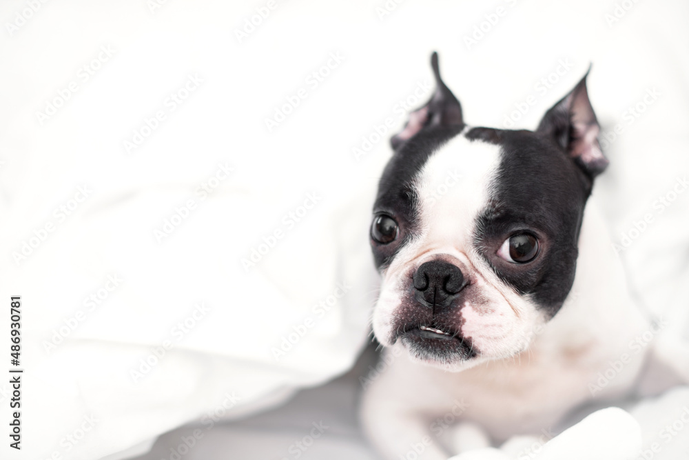 A sleepy young Boston Terrier dog lies in a snow-white bed in the morning, wrapped in a blanket, at home in the bedroom. A sleepy young Boston Terrier dog lies in a snow-white bed in the morning, wrapped in a blanket, at home in the bedroom.