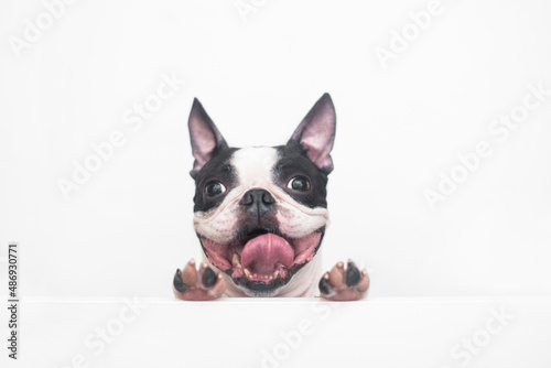 Fototapeta Naklejka Na Ścianę i Meble -  A curious and funny Boston Terrier dog with a cheerful wide smile looks out and peeps from a white table on a white background, leaning on his paws. Creative concept