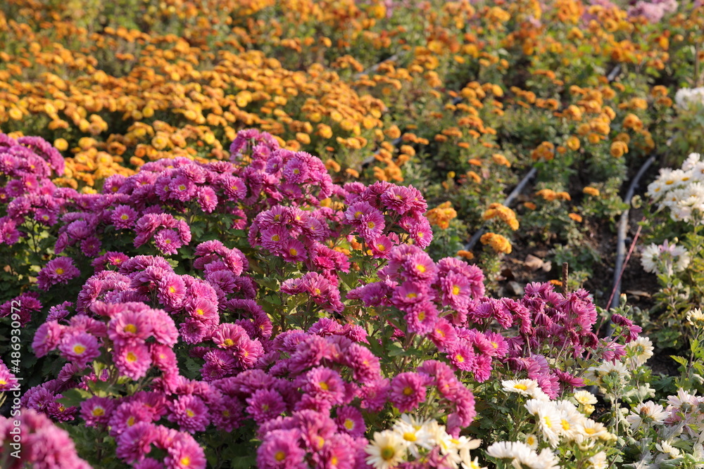 Chrysanthemums, sometimes called mums or chrysanths, are flowering plants of the genus Chrysanthemum in the family Asteraceae. They are native to East Asia and northeastern Europe. Most species origin
