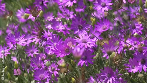 beautiful wild flowers close up