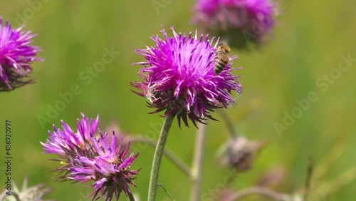 bee collects nectar on beautiful meadow flowers