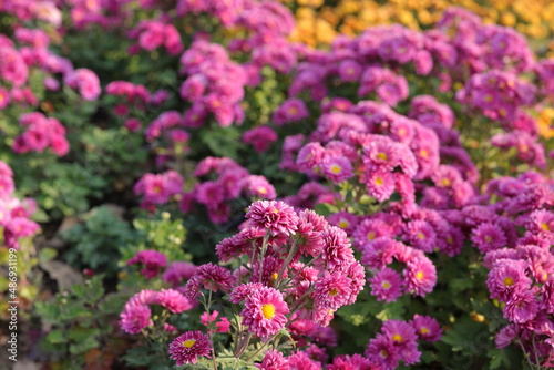 Chrysanthemums  sometimes called mums or chrysanths  are flowering plants of the genus Chrysanthemum in the family Asteraceae. They are native to East Asia and northeastern Europe. Most species origin
