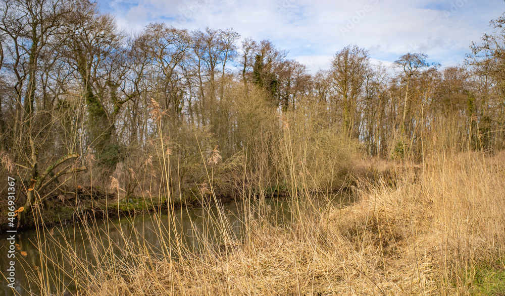 Obraz premium A section of the River Bure between Mayton and Coltishall, Norfolk, Captured on a bright and sunny, but cold, winter’s day