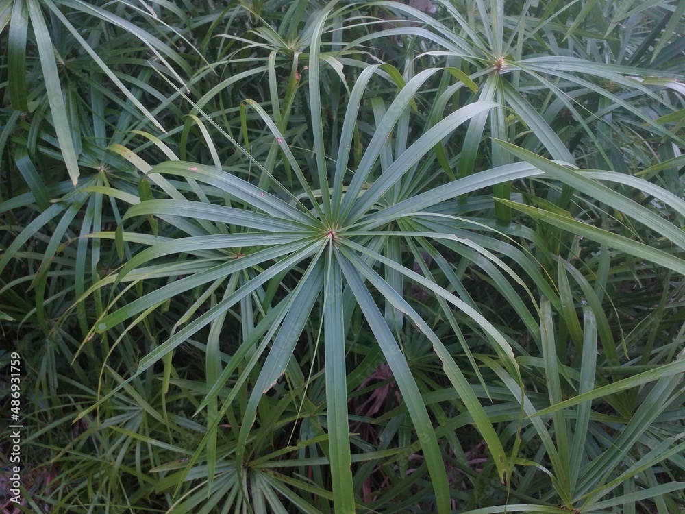 Natural background with detils of leaf palm Natural background with detils of leaf palm