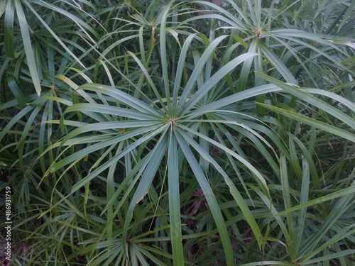 Natural background with detils of leaf palm