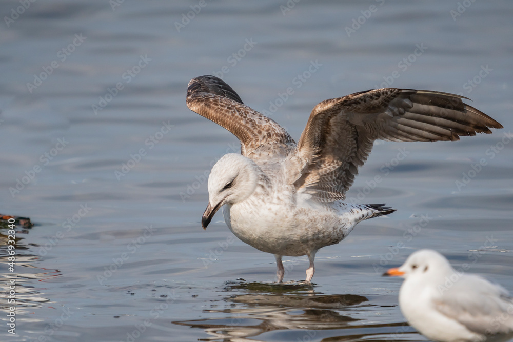 Fototapeta premium Yellow-legged Gull (Larus michahellis) with open wings on the water