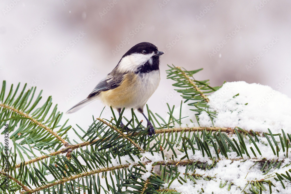vermont, vt, nek, winter, snow, landscape, cold, road, nature, sky, tree, ice, white, mountain, frost, season, forest, country, scene, travel, frozen, trees, mountains, snowy, clouds, rural, vermont, vt, nek, winter, snow, landscape, cold, road, nature, sky, tree, ice, white, mountain, frost, season, forest, country, scene, travel, frozen, trees, mountains, snowy, clouds, rural,