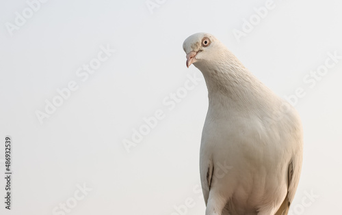 White domestic pigeon close up shot with copy space © Xookits