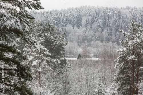 Landscape in a winter snowy spruce forest. © De Visu