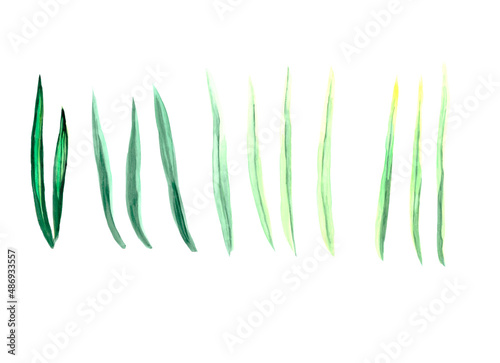 Watercolor hand drawn green grass. Illustration of isolated foliage  sedge. Simple drawing