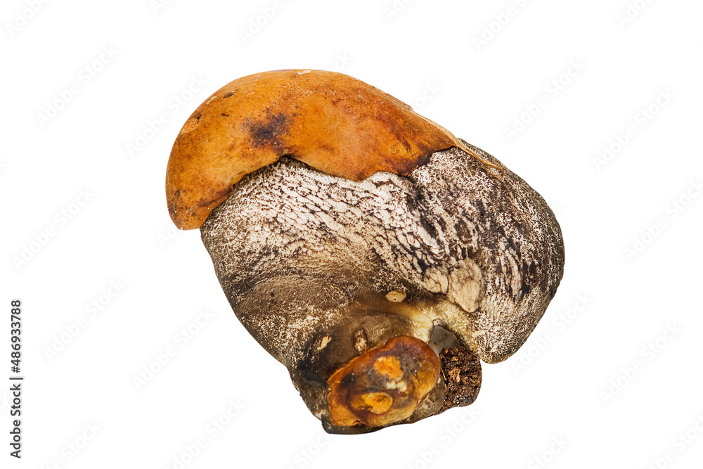 A small forest mushroom of a bizarre shape A small forest mushroom of a bizarre shape