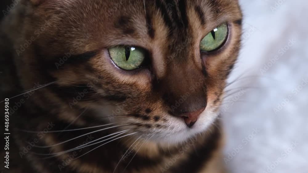 Portrait of a luxurious Bengal cat. Red-haired beauty with green eyes. The cat's muzzle is close-up. The animal watches the prey. Portrait of a luxurious Bengal cat. Red-haired beauty with green eyes. The cat's muzzle is close-up. The animal watches the prey.