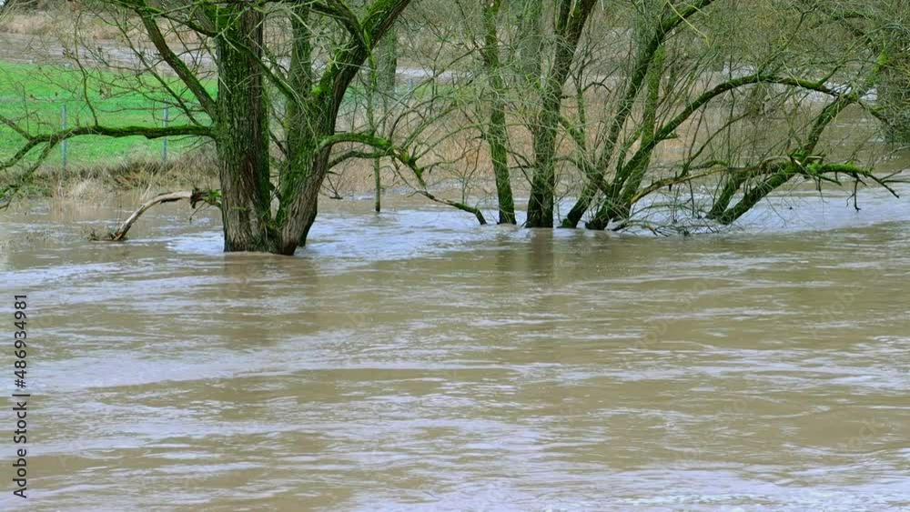 Close up of trees standing in the current of a flood of dirty brown water Close up of trees standing in the current of a flood of dirty brown water