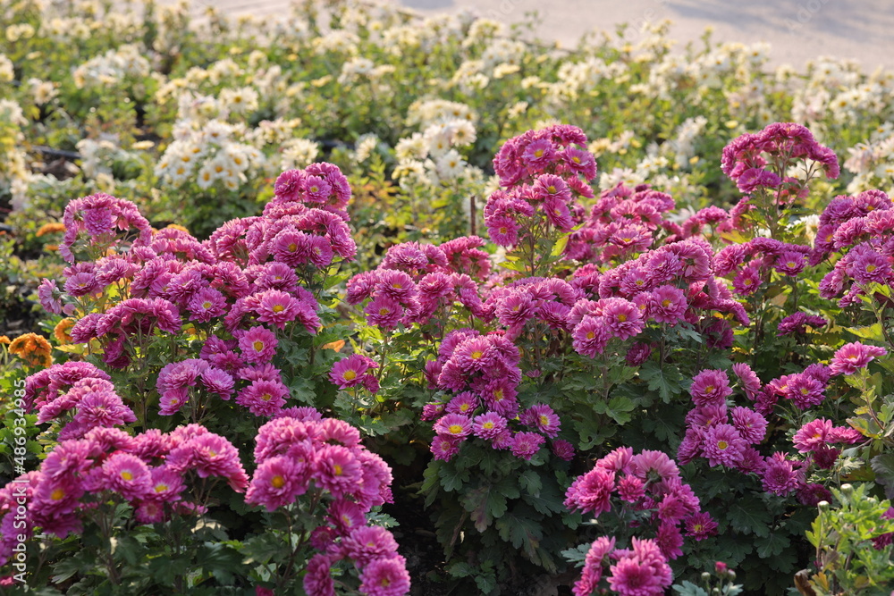 Chrysanthemums, sometimes called mums or chrysanths, are flowering plants of the genus Chrysanthemum in the family Asteraceae. They are native to East Asia and northeastern Europe. Most species origin Chrysanthemums, sometimes called mums or chrysanths, are flowering plants of the genus Chrysanthemum in the family Asteraceae. They are native to East Asia and northeastern Europe. Most species origin