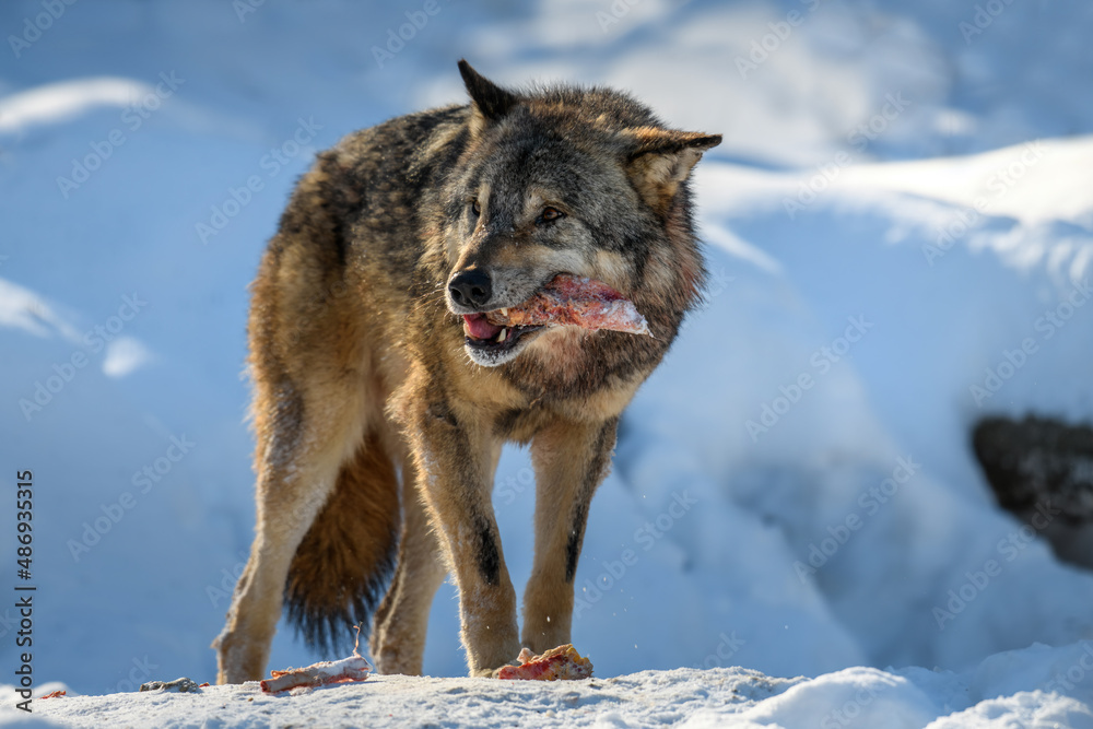 Naklejka premium Gray wolf, Canis lupus, eat meat in the winter forest.