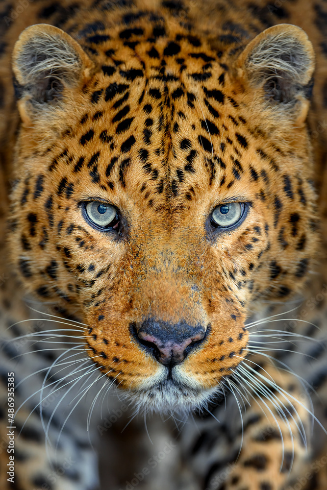 Obraz premium Portrait of an adult leopard with a closeup